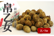 さといも「帛乙女（きぬおとめ）」 2L・5kg 五泉ブランド野菜 里芋 サトイモ 贈答用 新潟県 五泉市 五泉市園芸組織連絡協議会