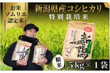 《先行予約》令和7年産新米【お米ソムリエのお米】特別栽培米コシヒカリ 精米 5kg（5kg×1袋）五泉市四ヶ村産 米 お米 新潟県 五泉市 エバーグリーン農場