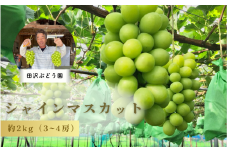 【先行予約・数量限定】大粒シャインマスカット 約 2kg（3～4房） 田沢ぶどう園 新潟県 五泉市 （2025年9月末以降順次発送）