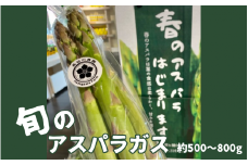【令和7年の先行予約】旬の野菜 アスパラ 約500～800g [2025年4月以降順次発送] 新潟県 五泉市 まるっと五泉プロジェクトFunSpace株式会社