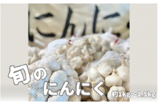 【令和7年産先行予約】旬の野菜 にんにく 約1kg～1.5kg [2025年6月以降順次発送] 新潟県 五泉市 まるっと五泉プロジェクトFunSpace株式会社