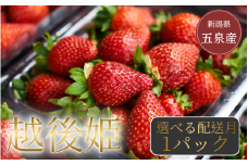 【令和7年4月にお届け】数量限定 越後姫 苺 いちご 1パック 350g (9～18粒) 新潟県 五泉市 農園 小嶋屋