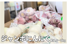 【先行予約】新潟大学農学部 ジャンボにんにく 約1.5～2kg 新潟県 五泉市 まるっと五泉プロジェクトFunSpace株式会社 [2025年6月中旬以降順次発送]