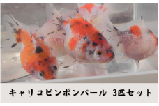 【先行予約】キャリコピンポンパール 3匹セット 新潟県 五泉市 有限会社エンドウ酒店 （令和７年10月以降順次発送）
