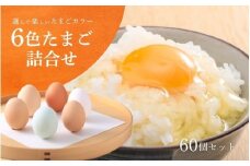 キムラファームの産みたて卵 6色たまご詰合せ 60個 産みたてたまご たまご 卵 玉子 タマゴ 鶏卵 オムレツ 卵かけご飯 たまご焼き 新潟県 五泉市 先行予約（2025年9月以降順次発送）