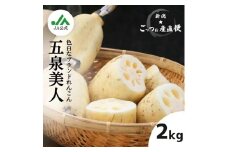 【夏季限定】美白れんこん「五泉美人」 2kg 新潟県 五泉市 五泉蓮根生産組合 2025年7月～9月まで