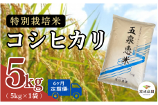 【令和7年産新米】〈6回定期便〉渡辺農園の特別栽培米コシヒカリ 精米 5kg(5kg×1袋) 新潟県 五泉市 渡辺農園 [10月中旬以降順次発送]