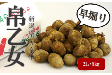 【本州限定・限定30ケース】とろける食感の早掘り里芋「帛乙女（きぬおとめ）」〈秀品〉 五泉ブランド野菜 里芋 サトイモ 贈答用 新潟県 五泉市 五泉市園芸組織連絡協議会 [2025年9月中に順次発送]