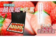 いちご 雪国完熟越後姫桃薫シングル(約380g)ギフト箱入り 食べ比べ セット イチゴ 苺 果物 フルーツ 新潟