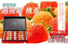 いちご 新潟 雪国完熟越後姫桃薫ダブル（約760g）ギフト箱入り食べ比べセット イチゴ 苺 贈り物 上越
