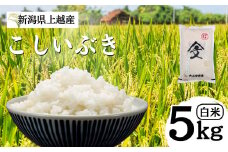 米 令和6年産 新潟県 上越産「こしいぶき」 白米 5kg お米 こめ ふるさと納税 新潟 新潟県産 にいがた 上越