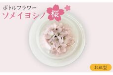 インテリア ボトルフラワー ソメイヨシノ 桜 お皿型 置物 ドライフラワー花 ギフト 上越市 新潟
