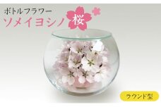インテリア ボトルフラワー ソメイヨシノ 桜 ラウンド型 置物 ドライフラワー 花 ギフト 上越市 新潟
