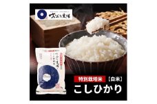 米【令和6年産】 新潟県上越産 特別栽培米 コシヒカリ 【白米】 5kg×1袋 お米 こめ 白米 こしひかり