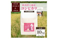 米 200kg数量限定 令和5年／新潟上越産「標高480ｍの山間地で育てた棚田米コシヒカリ」精米10kg コシヒカリ
