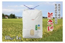 令和5年産／新潟県上越産ブランド米「新潟県認証特別栽培米・新之助」精米 10kg×1袋｜しんのすけ 新潟