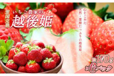 いちご 雪国完熟越後姫 約170g×6P 苺 イチゴ フルーツ 完熟 越後 新潟