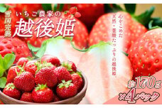 いちご 雪国完熟越後姫 約170g×4P 苺 イチゴ フルーツ 完熟 越後 新潟