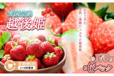 定期便 6回【1～6月発送】雪国完熟越後姫 170g×6全6回 定期配送 越後姫 いちご 定期便 完熟 苺 新潟 上越
