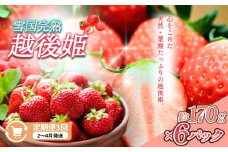 定期便 3回【2～4月発送】雪国完熟いちご越後姫 170g×6全3回 定期配送 越後姫 いちご 定期便 完熟 苺 新潟