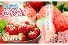 定期便 3回【4～6月発送】雪国完熟いちご越後姫 170g×6全3回 定期配送 越後姫 いちご 定期便 完熟 苺 新潟
