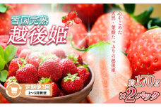 定期便 3回【1～3月発送】雪国完熟いちご越後姫 170g×2全3回 定期配送 越後姫 いちご 定期便 完熟 苺 新潟