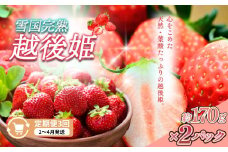 定期便 3回【2～4月発送】雪国完熟いちご越後姫 170g×2全3回 定期配送 越後姫 いちご 定期便 完熟 苺 新潟