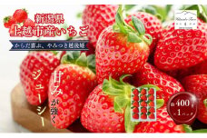 いちご 大粒 カラダよろこぶ やみつき 越後姫 約400g×1パック (9～15粒入り) イチゴ 苺 上越市 新潟