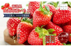 いちご 中粒 カラダよろこぶ やみつき 越後姫 約200g×2パック (18～30粒入り) イチゴ 苺 上越市 新潟