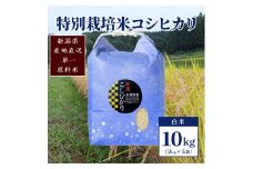 【50セット限定】令和5年産 新潟上越清里産 特別栽培米コシヒカリ10kg(2kg×5袋)白米 こしひかり お米 上越