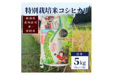 【50セット限定】令和5年産 新潟上越清里産 特別栽培米コシヒカリ5kg(5kg×1袋)白米 こしひかり お米 上越