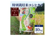 【50セット限定】令和5年産 新潟上越清里産 特別栽培米コシヒカリ10kg(5kg×2袋)白米 こしひかり 米 上越産
