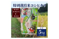 【50セット限定】令和5年産 新潟上越清里産 特別栽培米コシヒカリ5kg(5kg×1袋)玄米 こしひかり 米 上越産