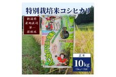 【50セット限定】令和5年産 新潟上越清里産 特別栽培米コシヒカリ10kg(5kg×2袋)玄米 こしひかり 米 上越産