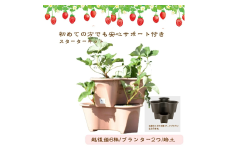 【在庫がなくなり次第 終了】越後姫 栽培キット 6株 いちご 苺 苗 新潟県 上越市