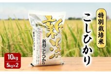 【10月上旬より順次出荷】 令和7年産 米 特別栽培米こしひかり 白米 10kg（5kg×2）　お米 特別栽培米 精米 白米 こしひかり コシヒカリ 10キロ ご飯 ごはん おにぎり 新潟県産 上越産 新潟県 上越市