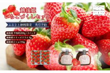 【ふるさと納税限定　先行予約で苺ジャムと苺のフリーズドライをセットにしました】越後姫 中粒 約200g×2パック (18～22粒入り)フリーズドライとジャムのセット イチゴ 苺 上越市 新潟
