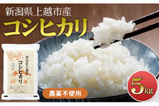 【新潟県上越市産　令和7年産】栽培期間中 農薬不使用コシヒカリ5kg 精米 米