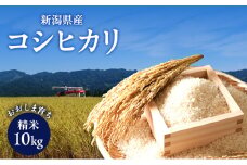 新潟県産コシヒカリ おおしま育ち 精米10kg入（5kg×2）上越市 お米 米 お取り寄せ
