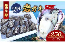 水揚げ当日発送 生食用 天然 岩牡蠣 約1.5kg(1～2人前/6～7個) 新潟 上越産 手採り プリプリ 濃厚 海鮮 BBQ 送料無料 岩ガキ 牡蠣