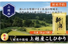 令和7年産 先行予約 新潟県上越産こしひかり 精米 5kg 上越市 米 コメ コシヒカリ