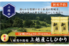 令和7年産 先行予約 新潟県上越産こしひかり 精米 20kg 6か月定期便 上越市 米 コメ コシヒカリ