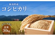 【先行予約　10月中旬より順次出荷】令和7年度産　新潟県上越市産　新潟県産コシヒカリ玄米　おおしま育ち　玄米30kg入