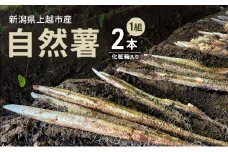 【先行予約 12月より順次出荷】自然薯　2本1組　化粧箱入り　新潟　にいがた　上越