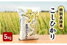 【10月上旬より順次出荷】令和7年産 特別栽培米 こしひかり 白米 5kg お米 精米 白米 米 こしひかり コシヒカリ ご飯 ごはん おにぎり 新潟県産 上越産 新潟県 上越市