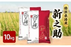 【10月上旬より順次出荷】令和7年産 特別栽培米 新之助 白米 10kg （5kg×2袋）お米 精米 白米 米 ご飯 ごはん おにぎり 新潟県産 上越産 新潟県 上越市