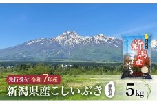 【先行予約 令和7年産 | 無洗米 こしいぶき】10月中旬より順次発送　無洗米　新潟県産こしいぶき 5kg 上越市 米 こめ コメ お取り寄せ