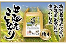 米 上越産 こしひかり 5kg お米 コメ おこめ コシヒカリ 新潟 新潟県産 にいがた 上越
