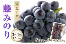 【2025年先行予約】南魚沼産 藤みのり3～4房（1.5ｋｇ以上）