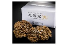 大平きのこ研究所の大黒舞茸「真」１ｋｇ